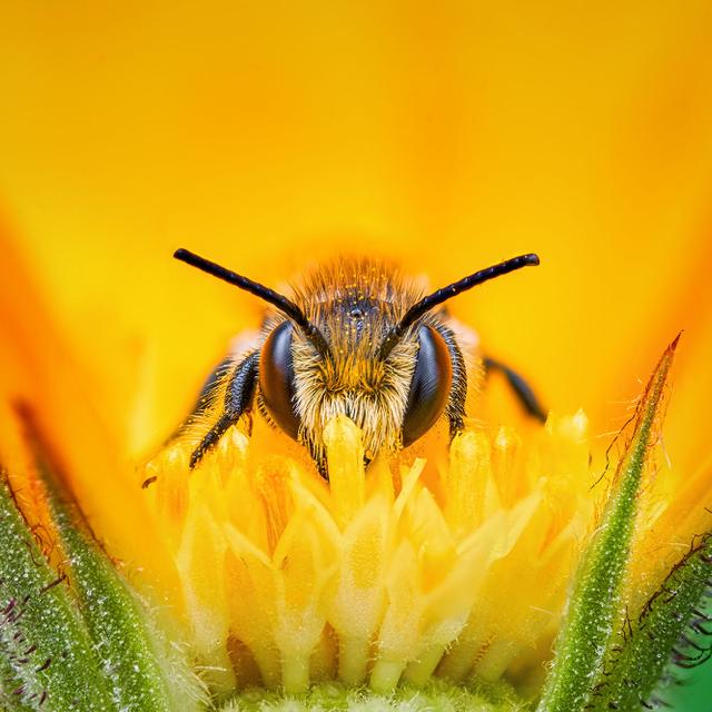 Comment différencier abeille, guêpe, frelon et bourdon — free download